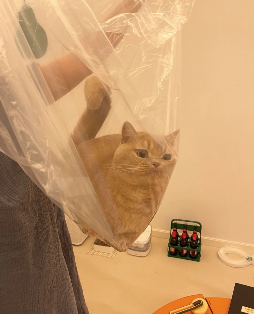 喵：東西也沒準備好，要偷東西也看過電視劇怎麼演的吧！