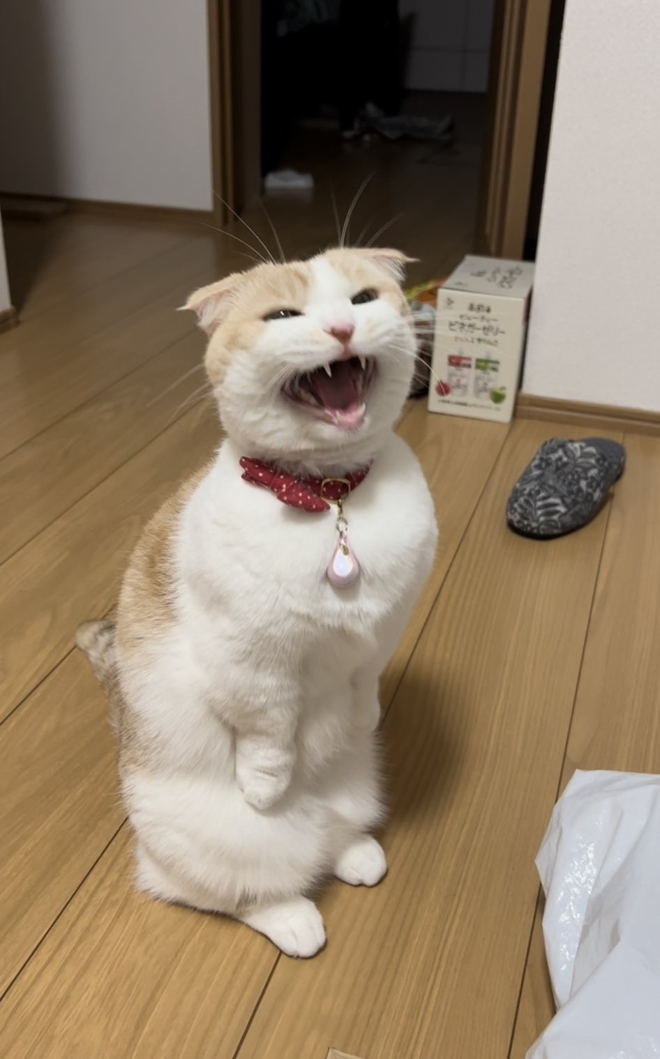 奴才:今天又讓你久等了