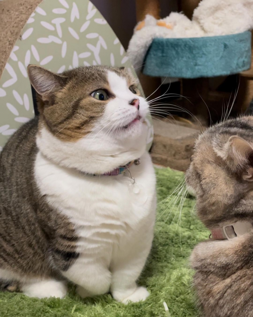 奴才：還是你們自己解決比較好啦