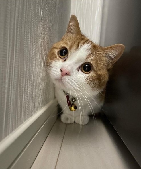 喵：嘻嘻~朕從小美到大