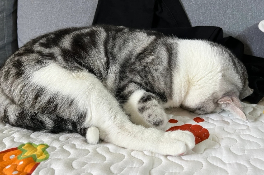 喵:別怕啦!朕有分寸噠