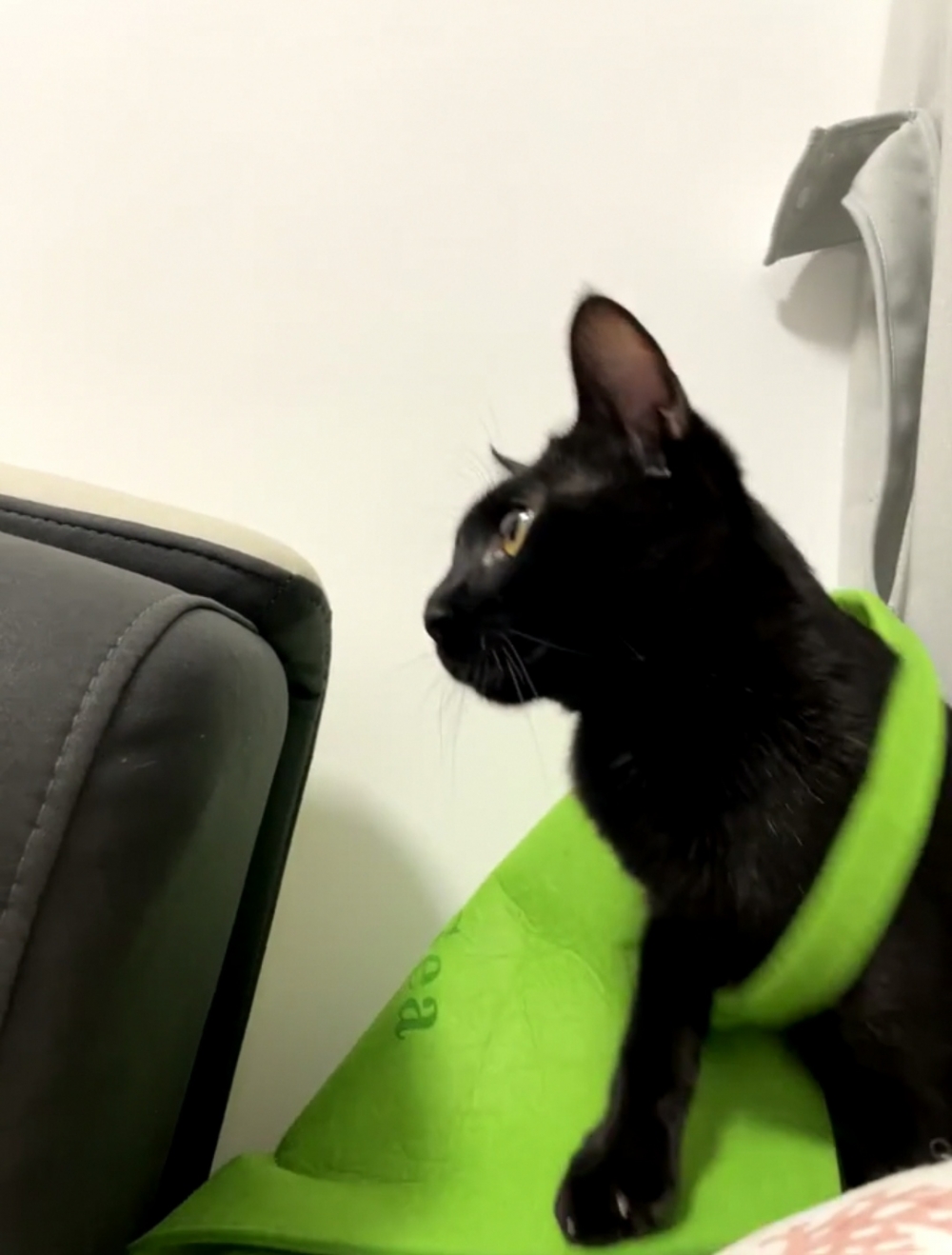 喵：朕也覺得這個包跟自己很配