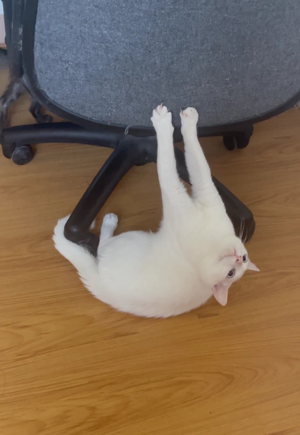 奴才：這是你自己要承擔的後果誒