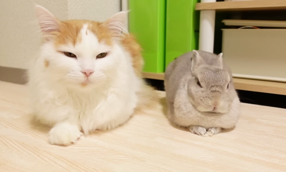 奴才：確實是不太需要啦