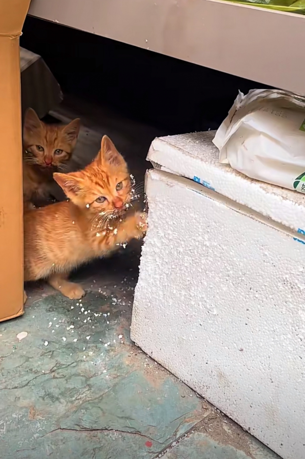 奴才：雖然你現在很可愛，但這對你來說很危險捏~