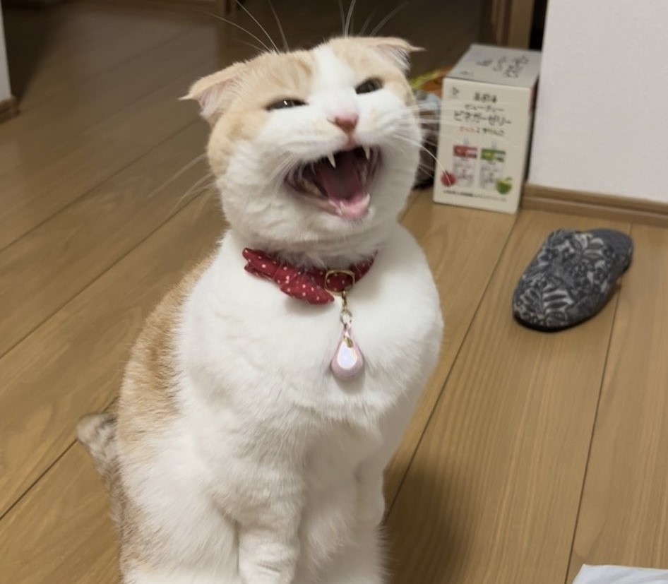 奴才:真是太惹人疼愛啦