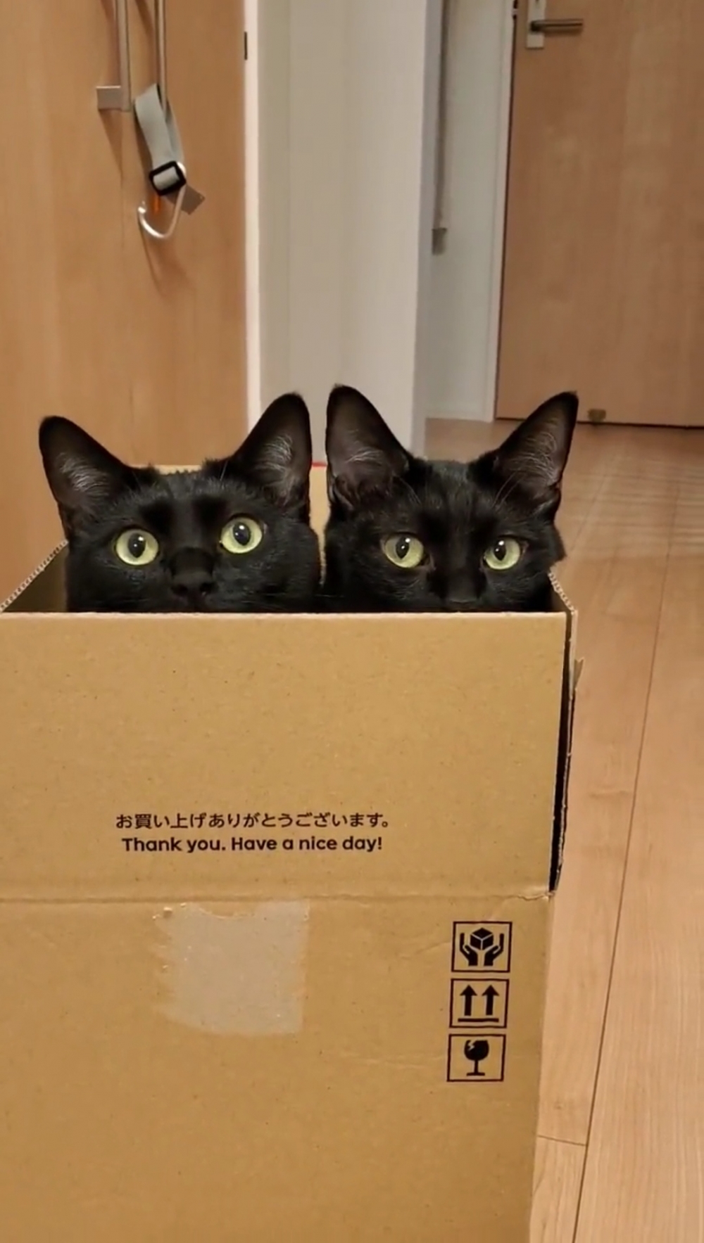 奴才：太擠啦！你麼玩就好