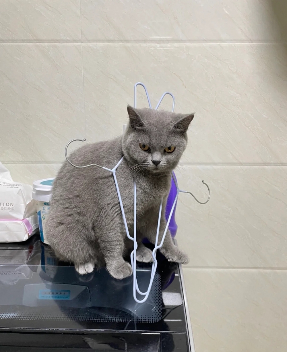 奴才：知道啦！