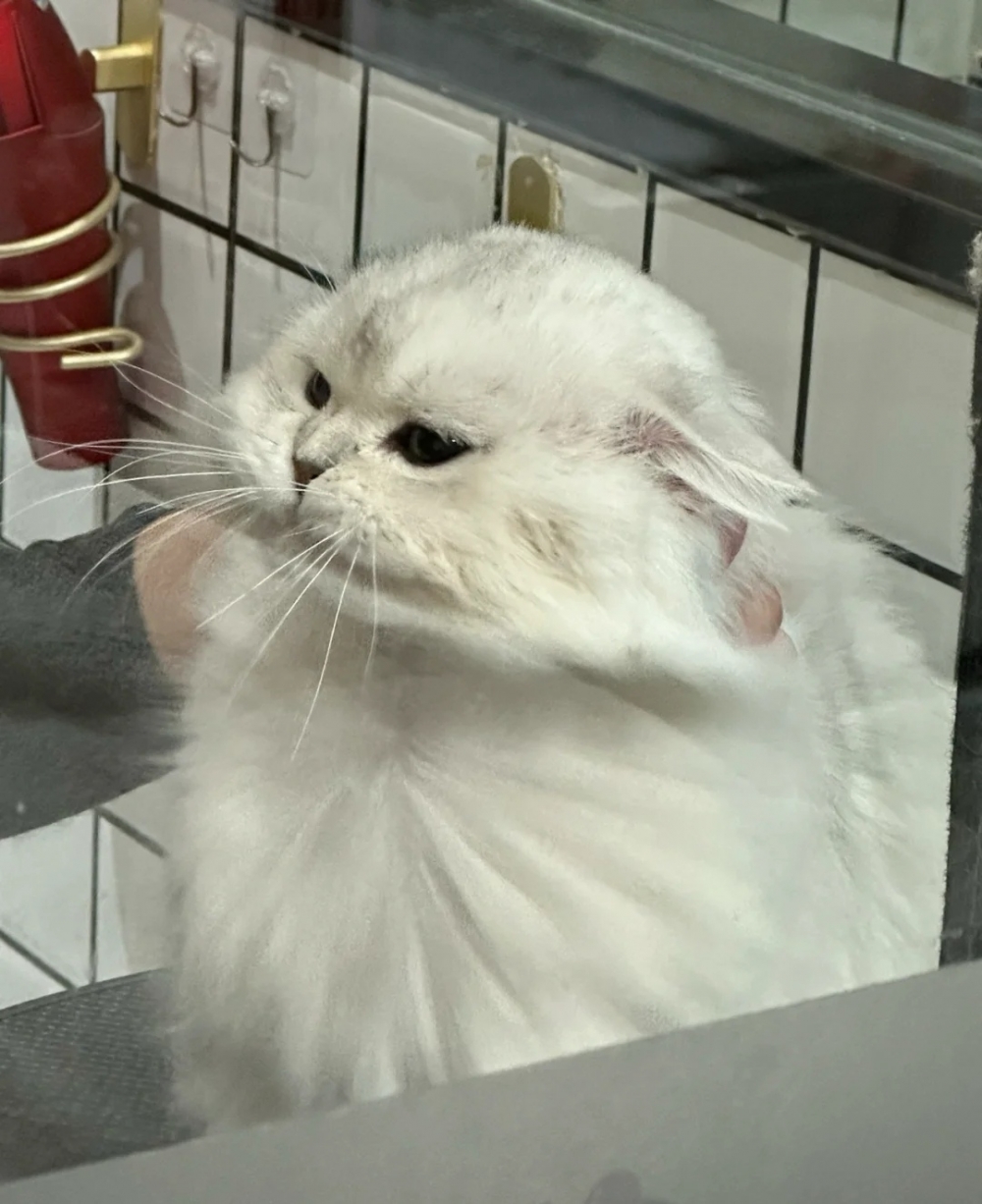 奴才：收到，我知道該怎麼做了