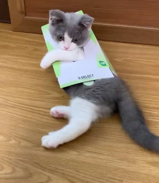 奴才：好適合啊