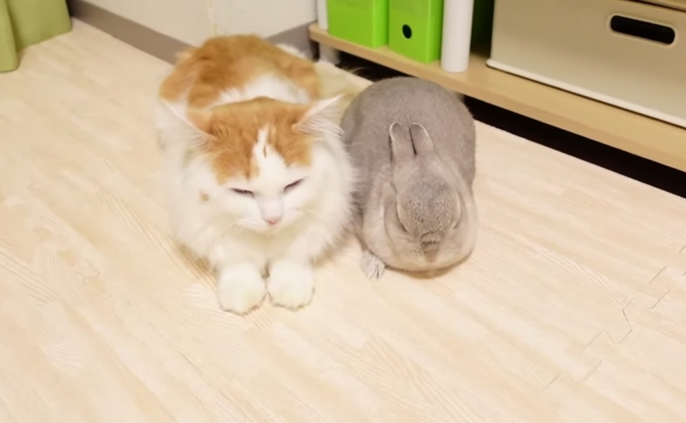 喵：別誣賴朕捏