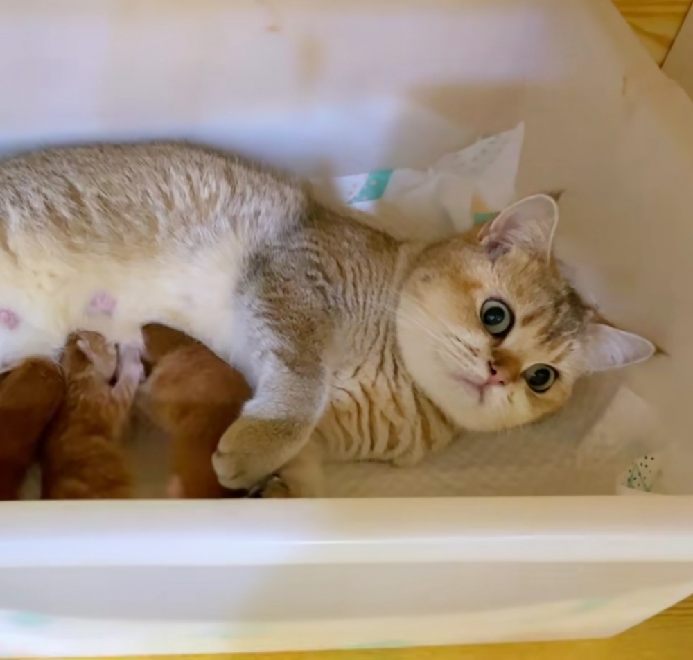 奴才：你們兩個消停一下吧