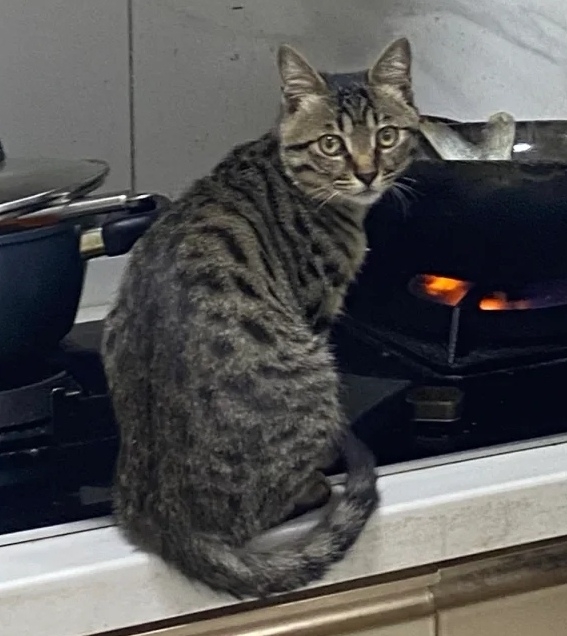 奴才:別急,就快好了