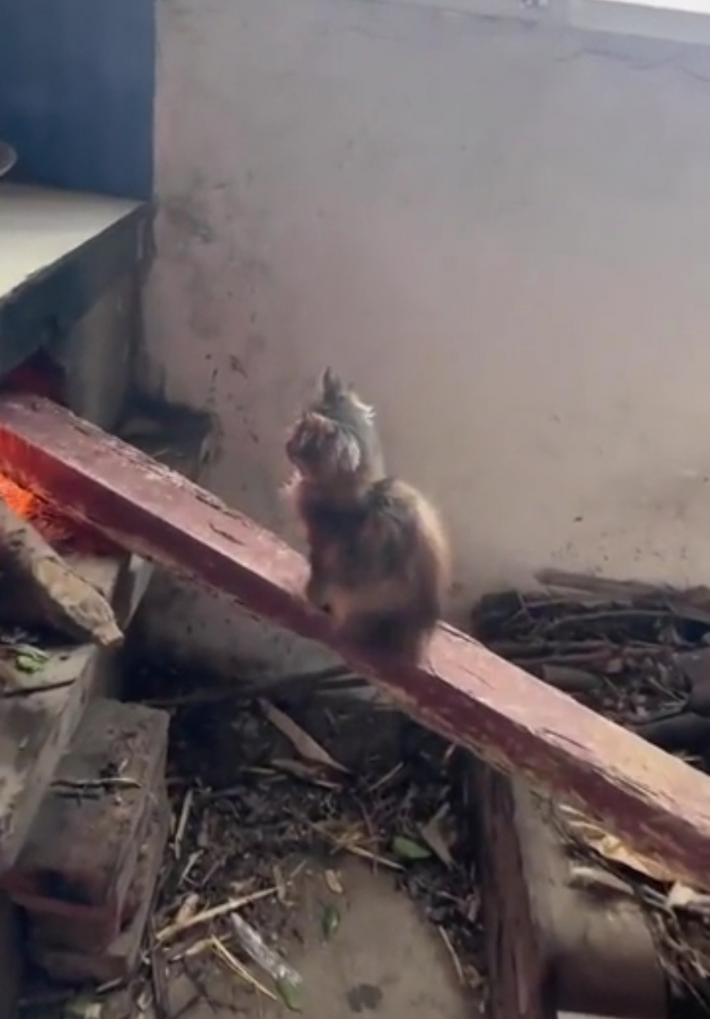 奴才：只要不燒焦了就好