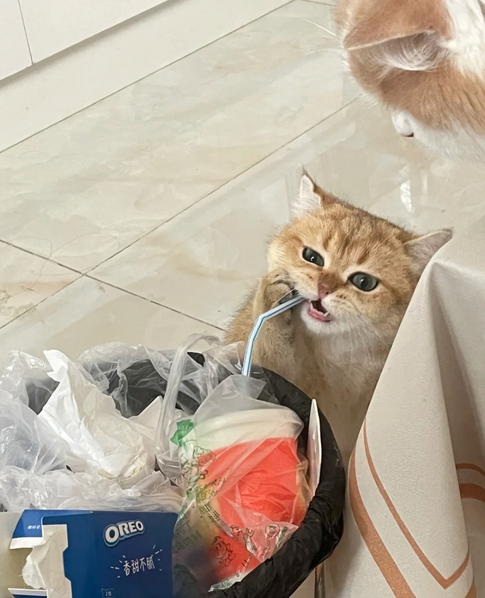 奴才：那你就努力一點看可不可以吸到飲料啊