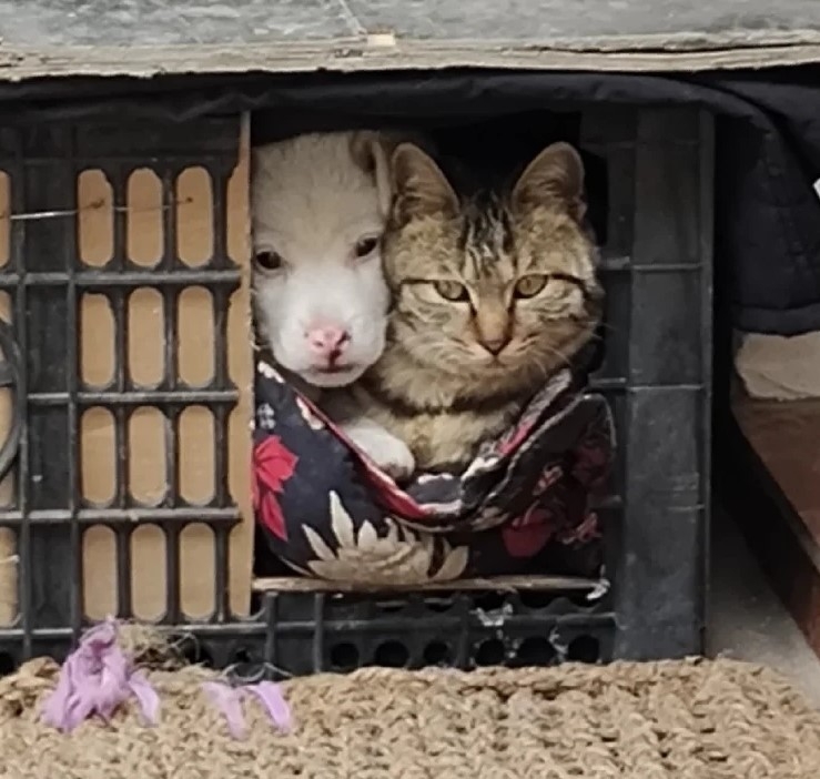 汪：沒事啦！還是很好看