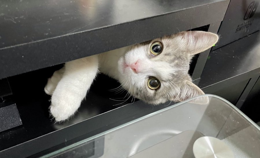 奴才：好懷念迷你時期的你啊~