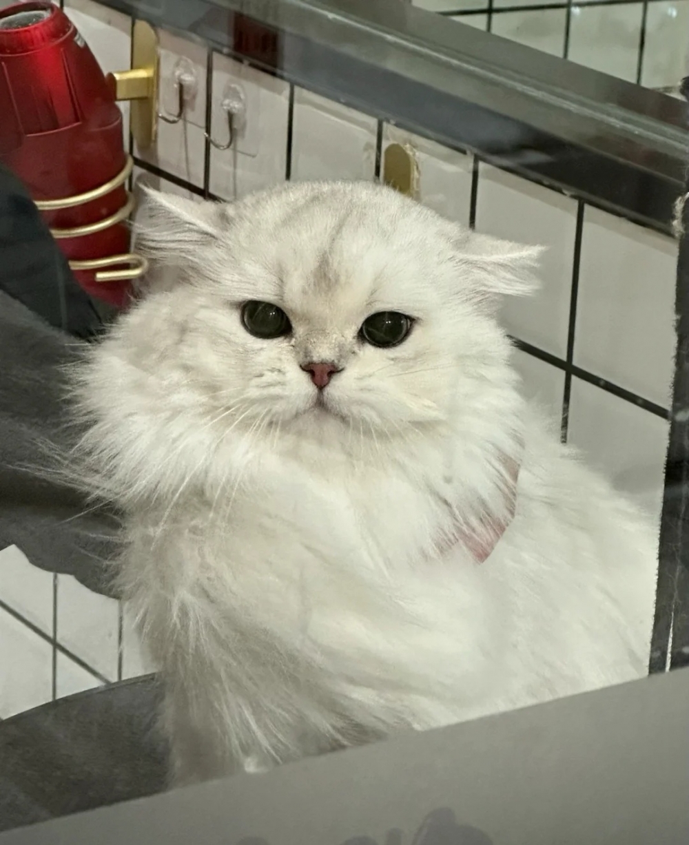 奴才：好吃的已經準備好了！