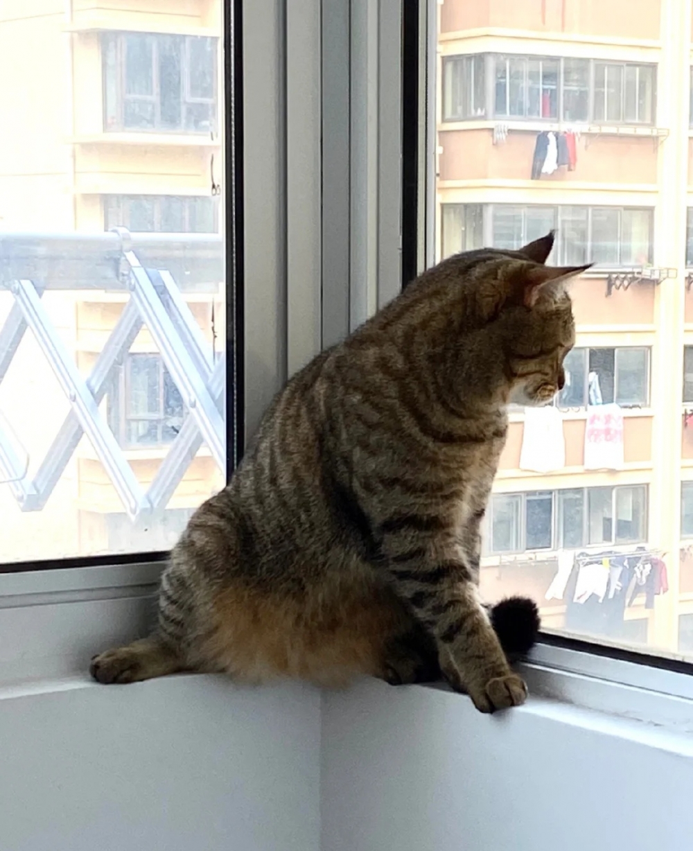 奴才：你不要那麼八卦行嗎？