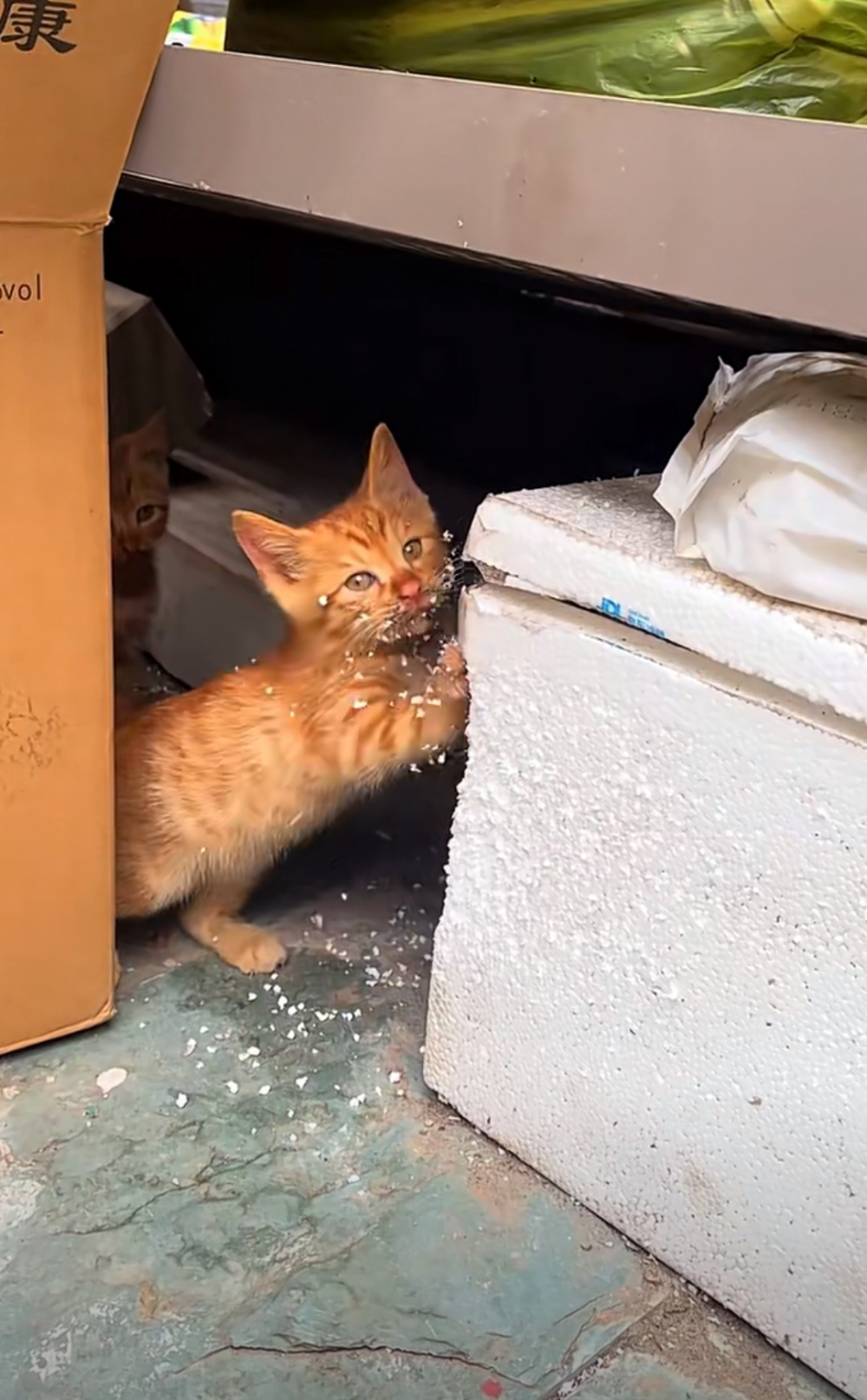 喵：別擔心~朕會注意安全的啦