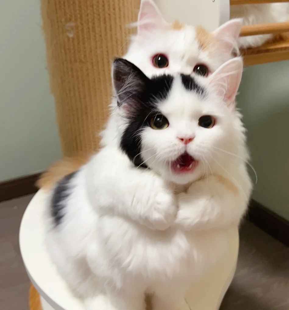 奴才：玩就玩，別太認真喔~