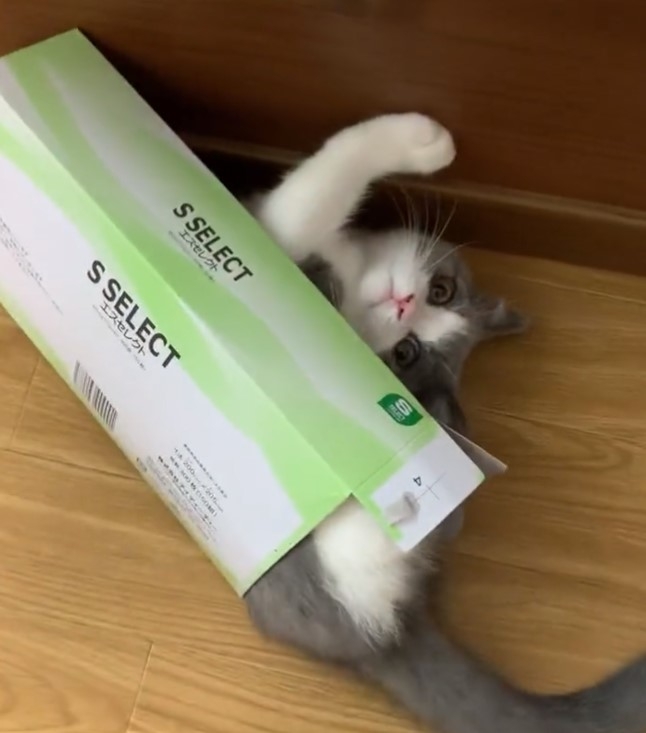 奴才：珍惜現在，長大了就鑽不進去啦~