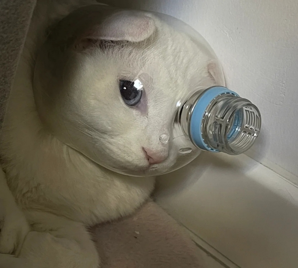 奴才：看你還可以怎麼樣反抗