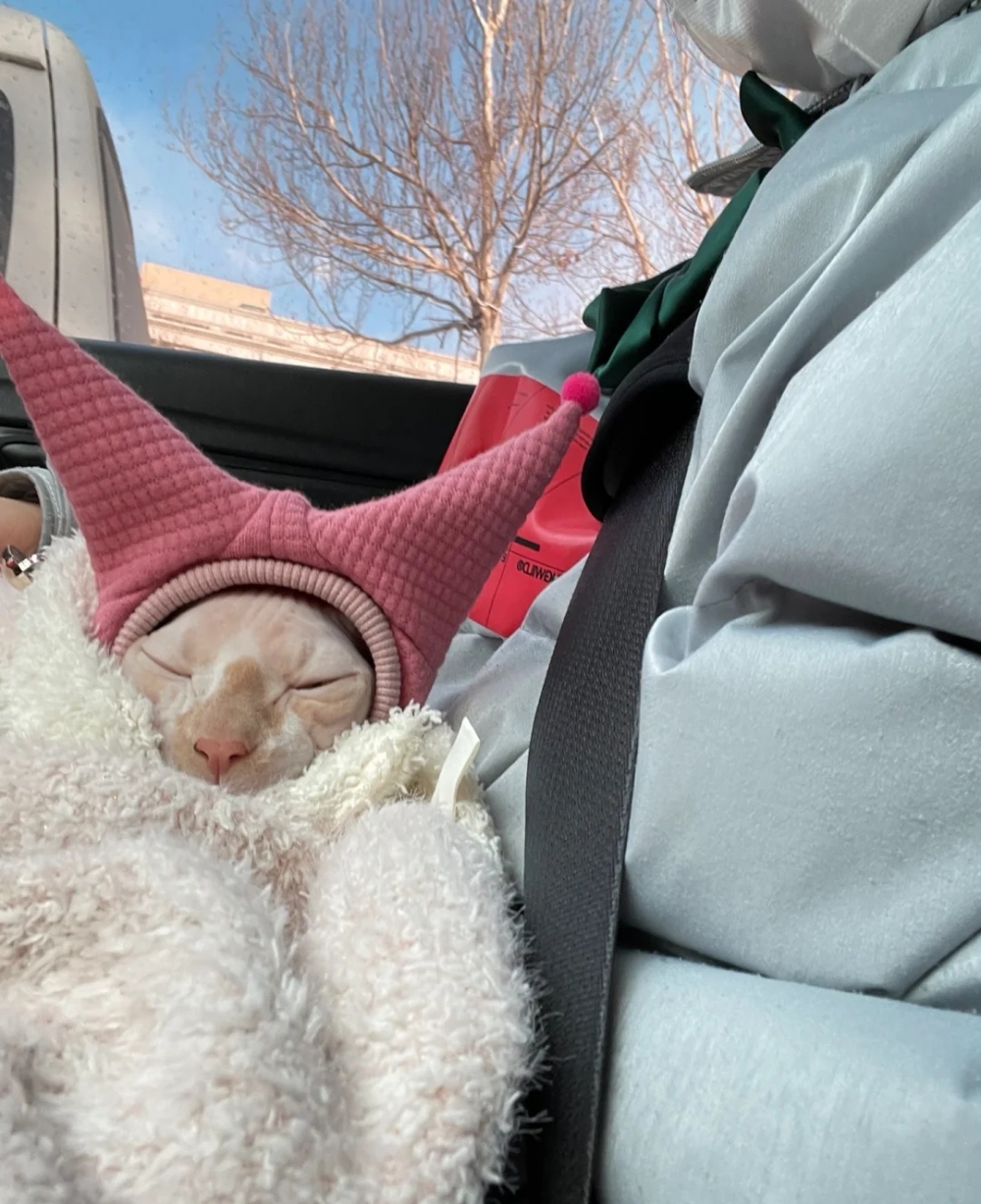 奴才：那麼漂亮當然要出去讓人家見一見呀