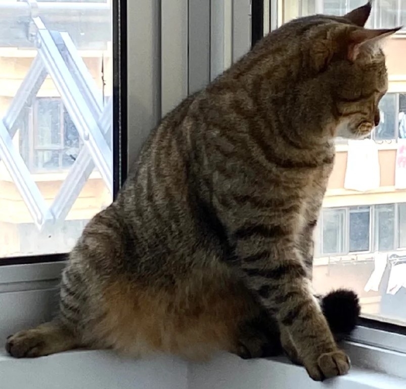 喵：朕還可以順便練個功不好嗎？