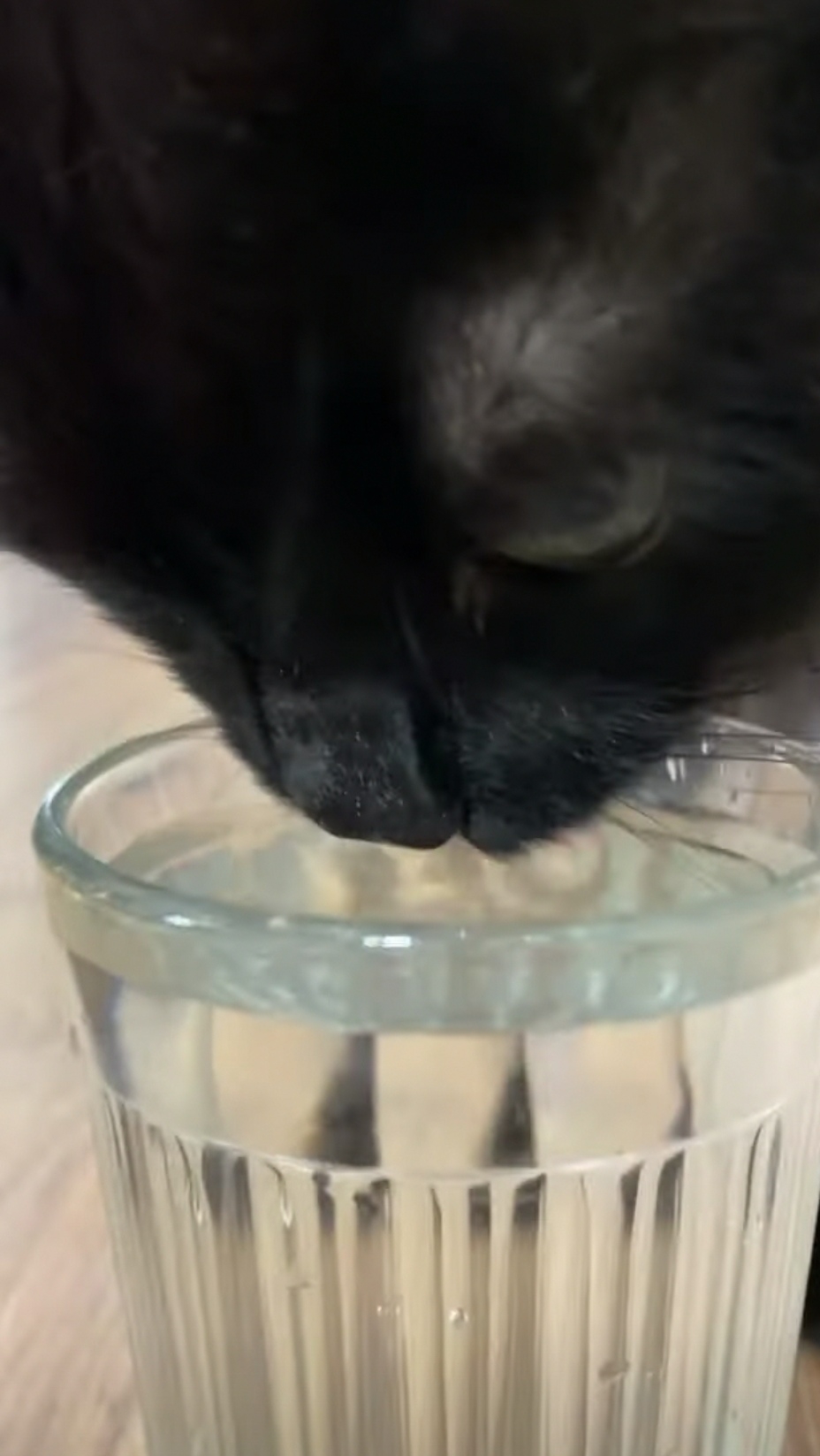 喵：奴才怎麼那麼煩人呢！