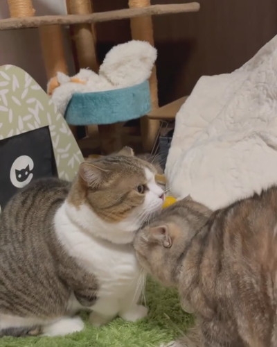 喵妹妹：蛤？哥哥說什麼