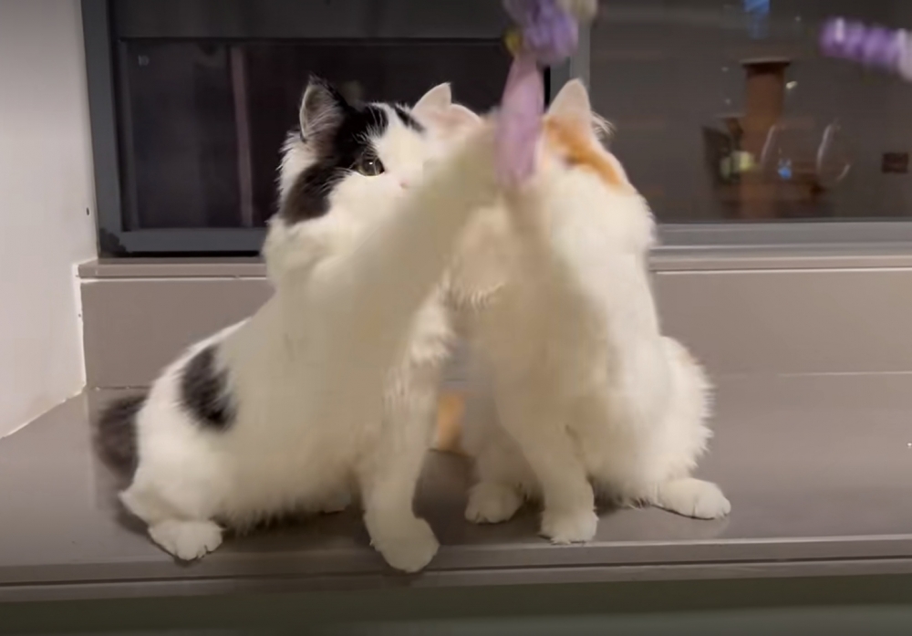 奴才：真棒，我算是訓練成功囉