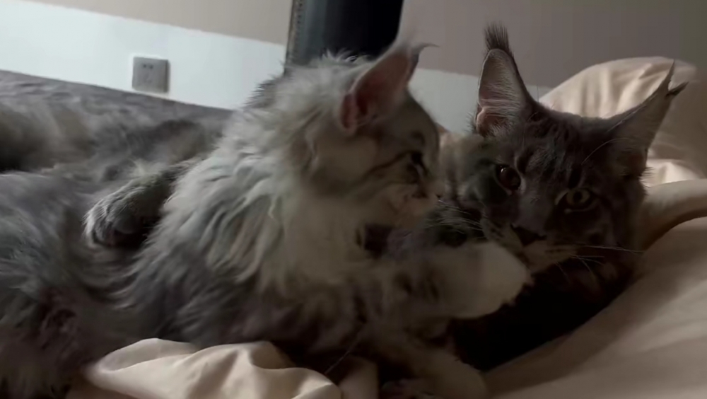 奴才：有就有，有什麼好傲嬌的