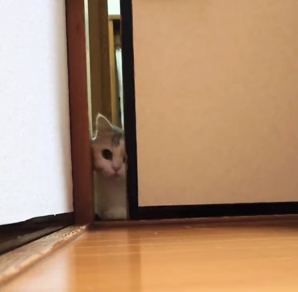 喵仔仔：奴才幹嘛拆穿人家！