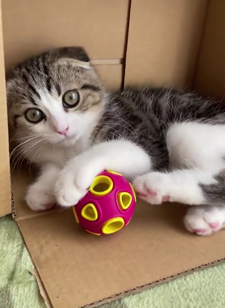 奴才：確實很厲害喔