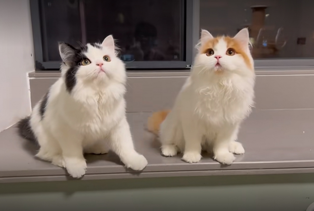 奴才：還是有點天賦在身上噠