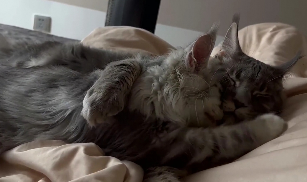 奴才：多管閒事，我就喜歡一個人啦！