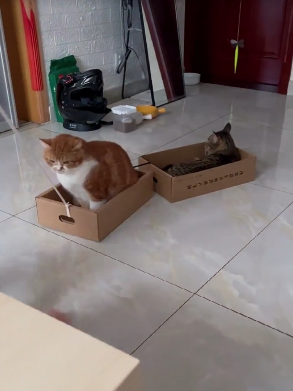 喵：奴才好棒棒，奴才加油喔~