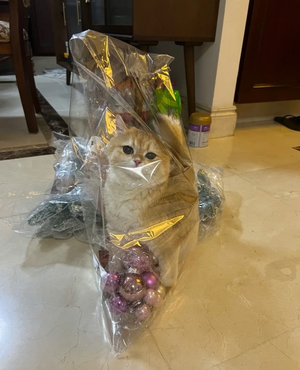 奴才:你有那麼不信任我嗎?