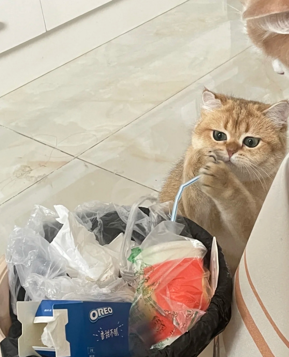 奴才：真拿這隻貪吃貓沒辦法囉~