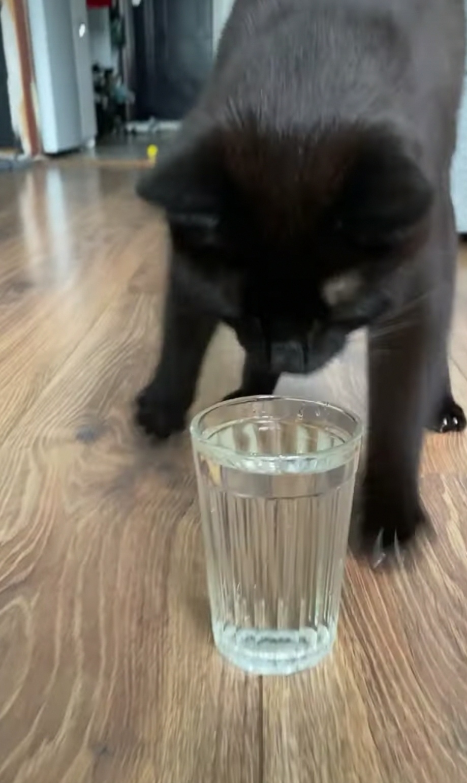 奴才：我也沒有要阻止你啊