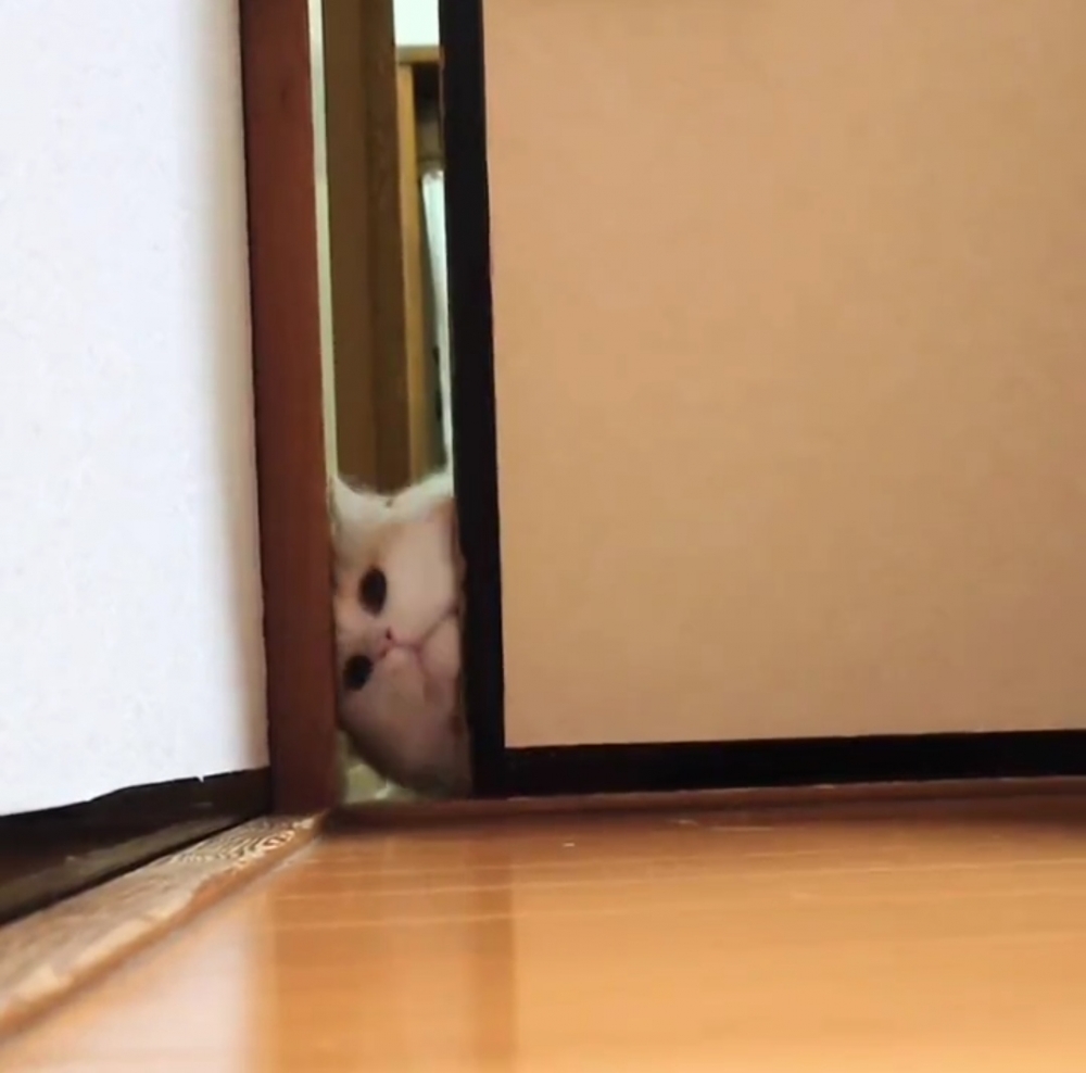 奴才：抱歉，門縫開小了一點