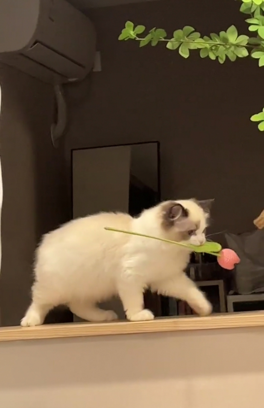 奴才：有你真好啊