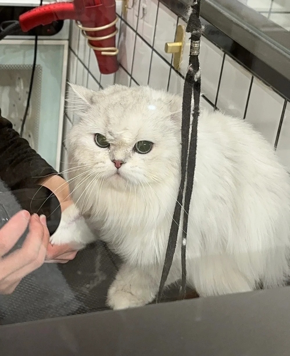 奴才：我還花了錢的誒，你生氣什麼啦