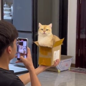 最後的眼神暴露了貓咪的不耐煩啦！