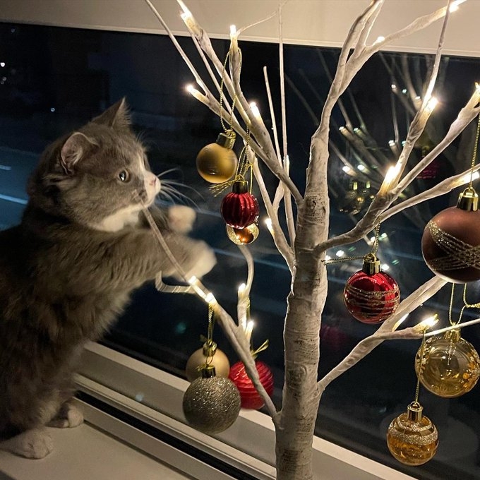 奴才：同樣被書上的裝飾品吸引了嗎？