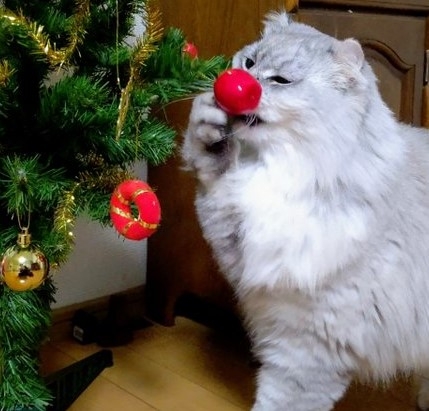 奴才：我才裝飾好捏