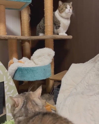 奴才：你這是又愛又恨的表現嗎？