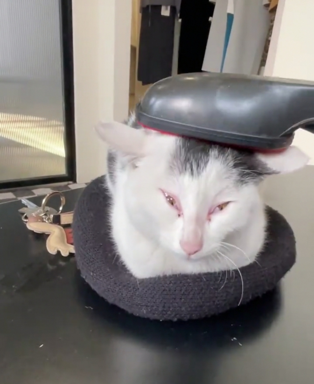 奴才：這樣不會感冒誒~