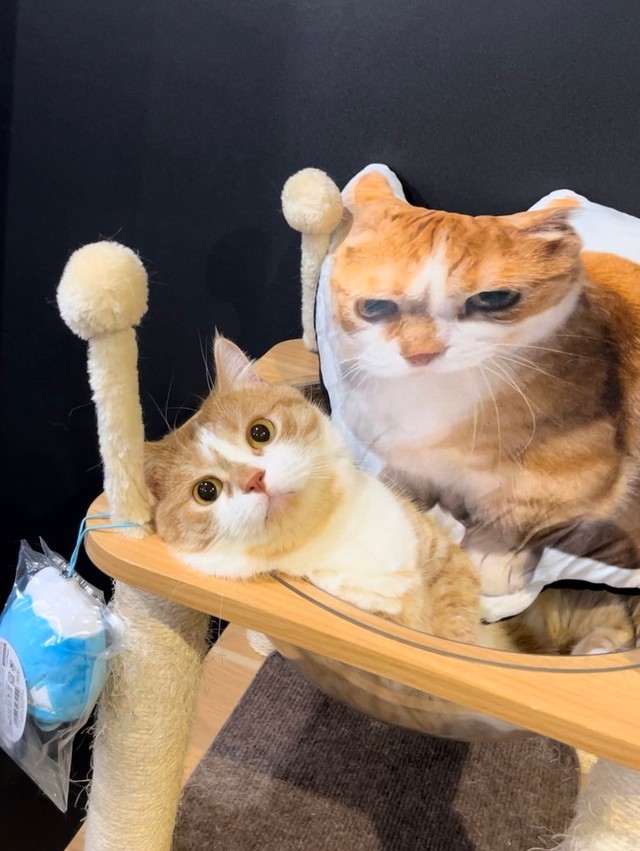 奴才：可以原諒我了嗎？